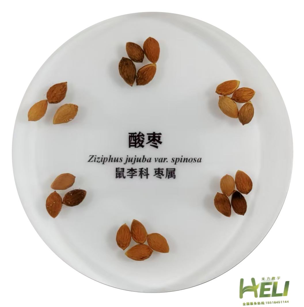 包埋標本     酸棗